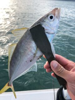 ４月の船釣り