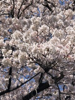 🌸さくら🌸