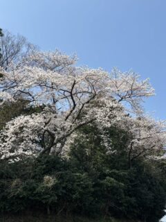 そろそろかなって思てます🤔