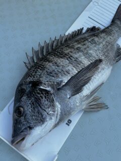 ようやく明けました🌸